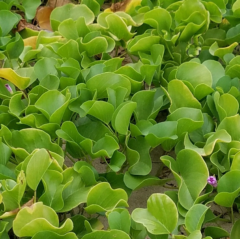 Meet your Posher, Mia